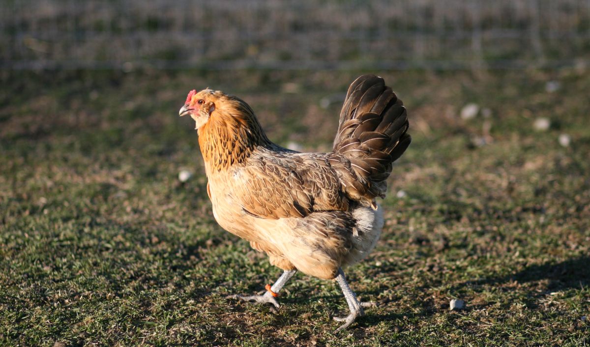 An Easter egger hen strolling through the yard