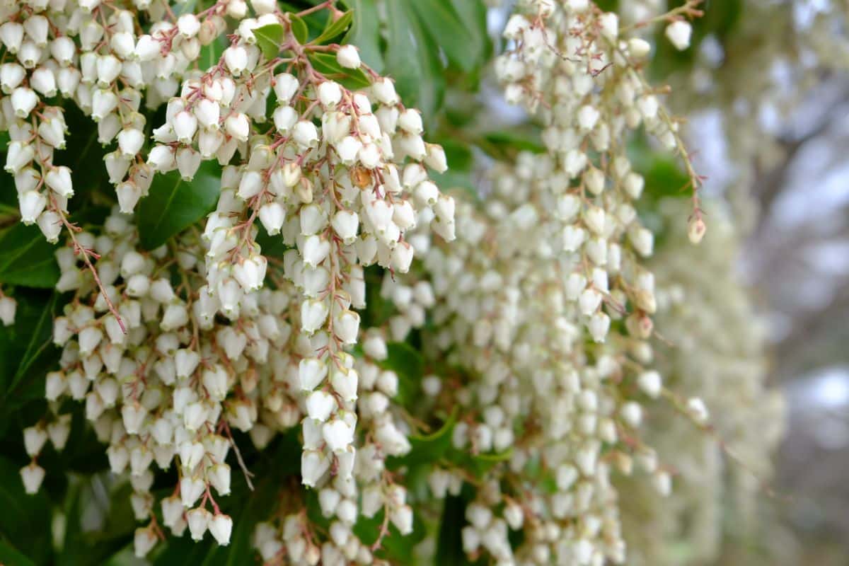 Hanging clusters of bell shaped flowers on Japanese pieris