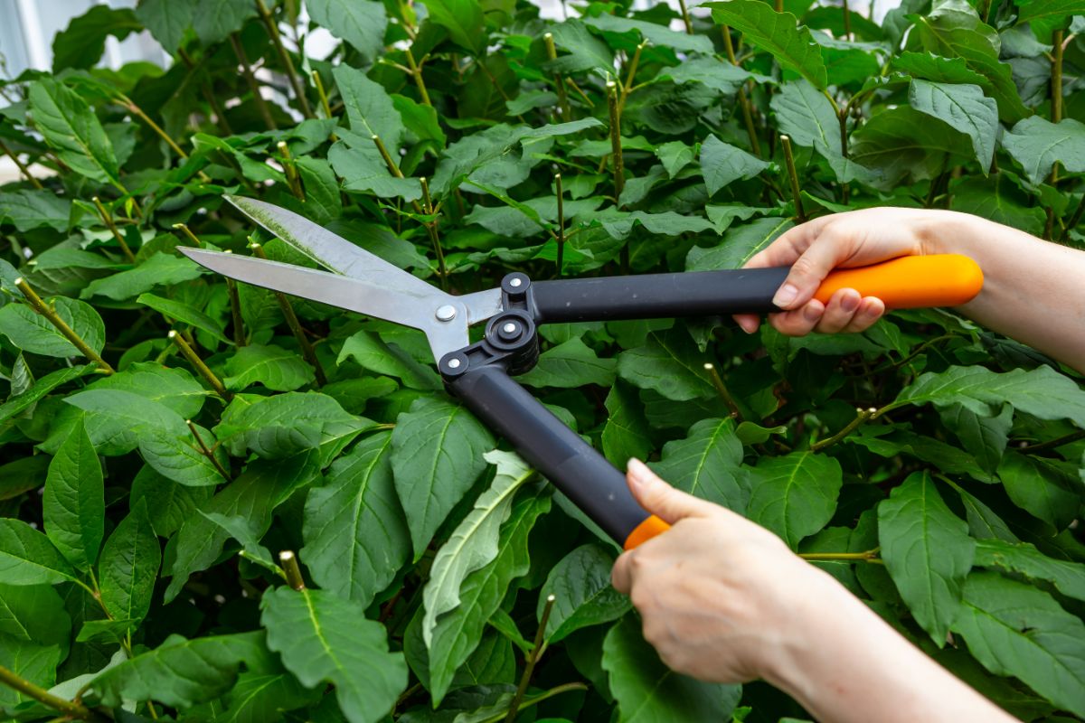 A woman with garden shears pruning a lilac bush