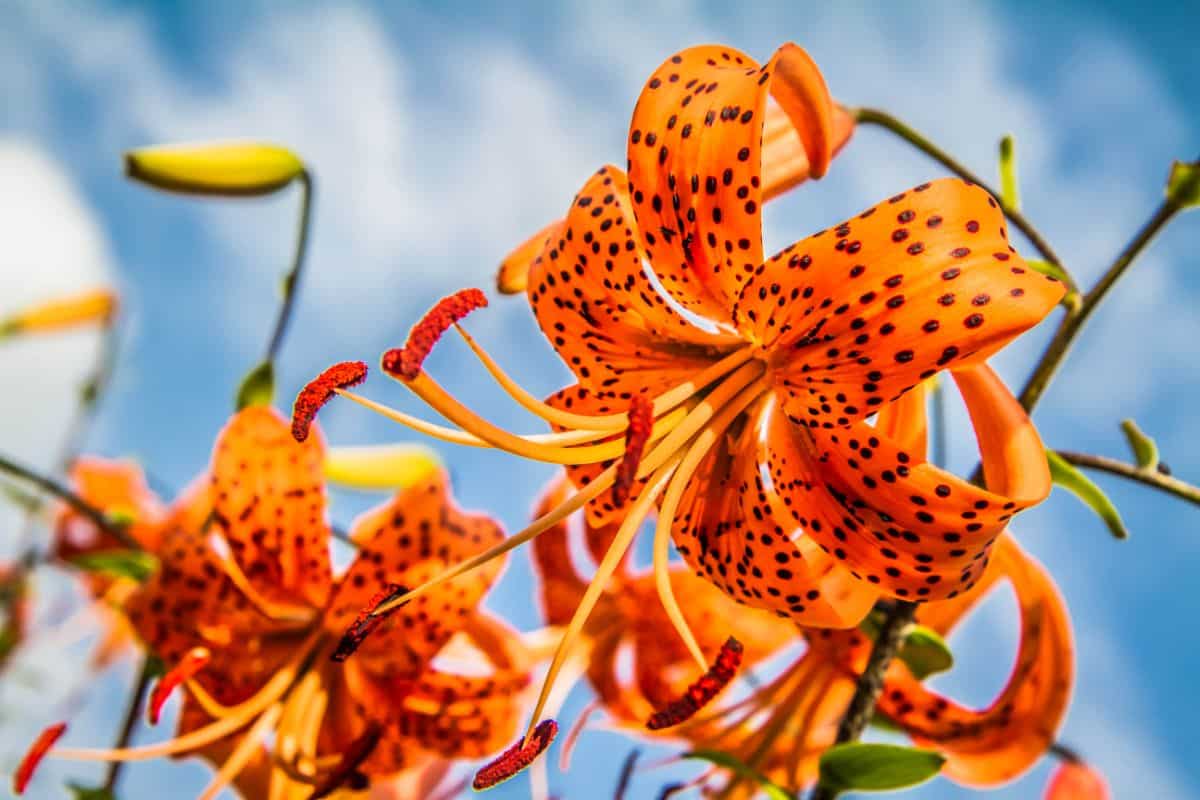 Orange lilies in bloom in early summer