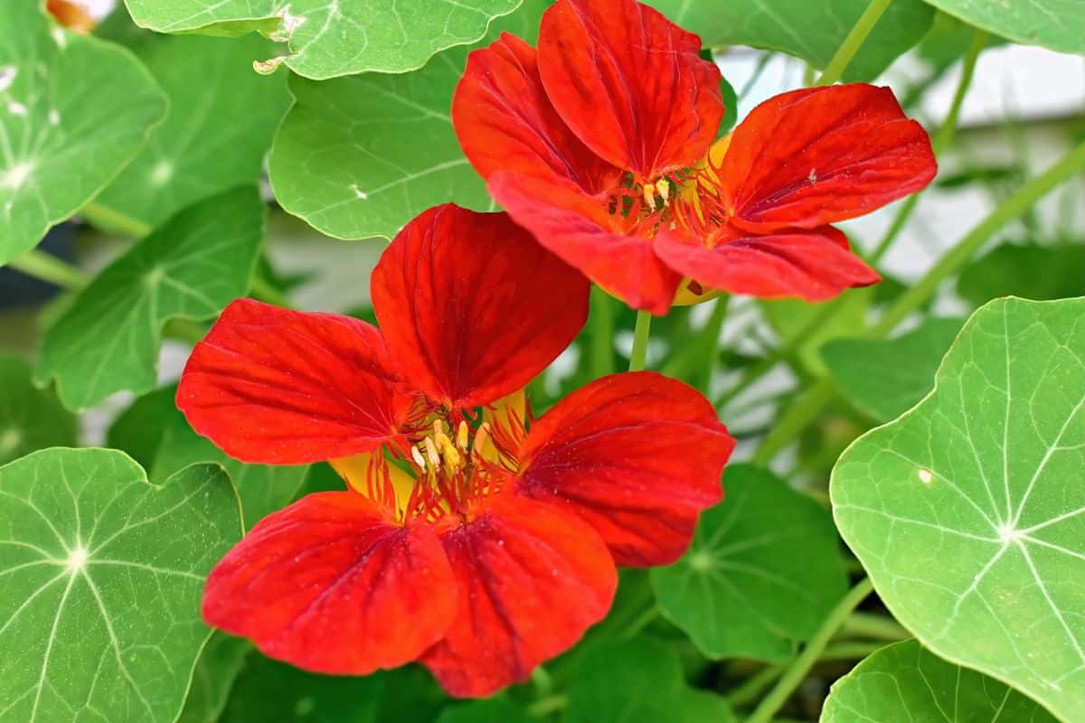 Nasturtium plants act as a trap crop to pill insects away from tomatoes