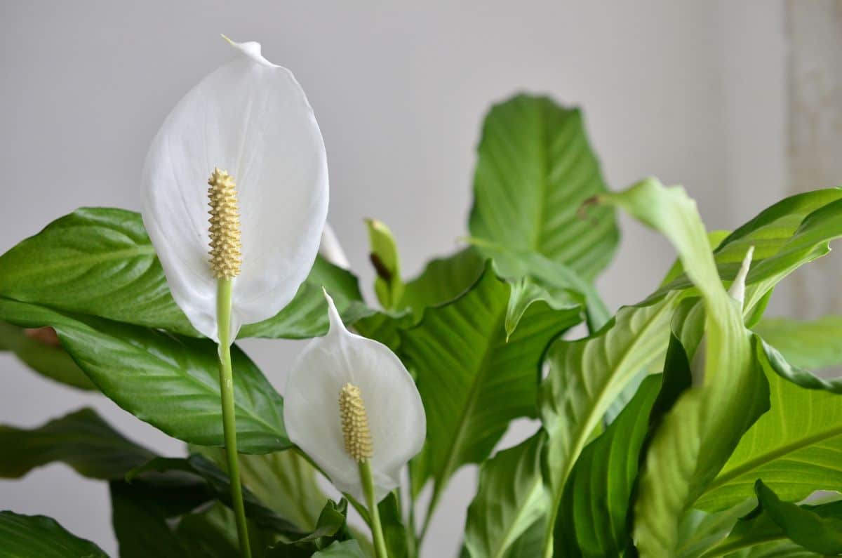 A peace lily in bloom