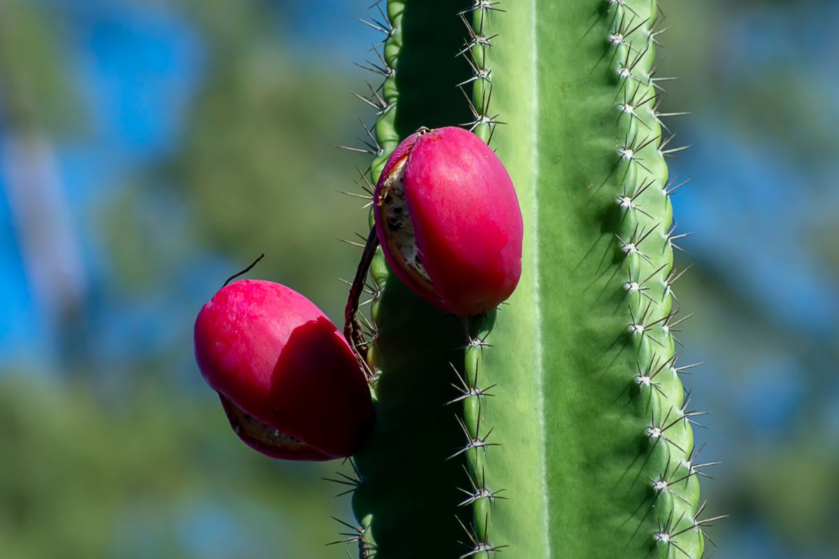 Peruvian apple cactus is edible and fruity tasting