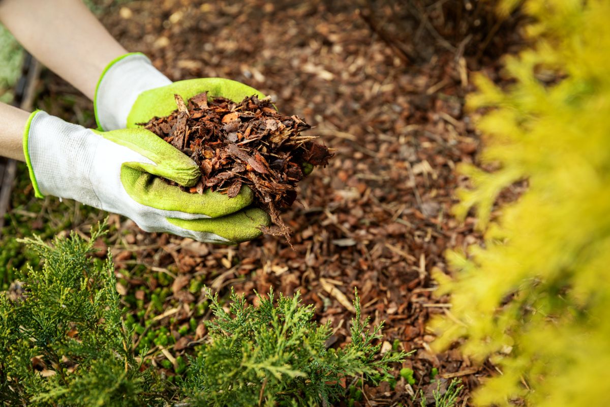 Mulch being applied to newly planted fall flower bulbs