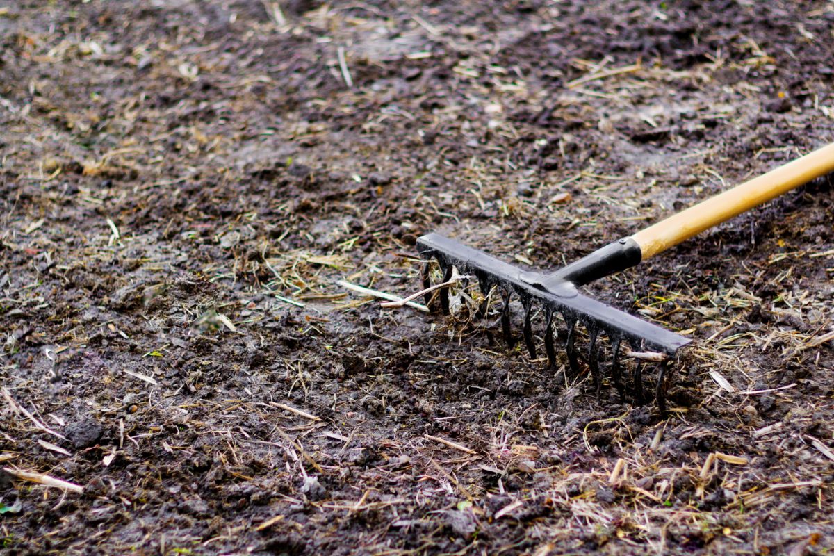 A homeowner rakes through clover seed on a new clover lawn planting