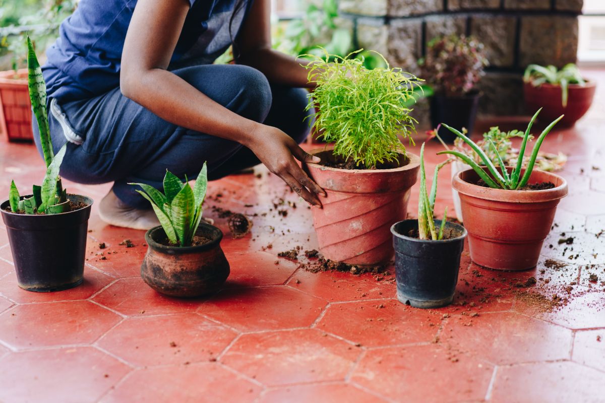 Woman repotting houseplants before moving them inside for the winter