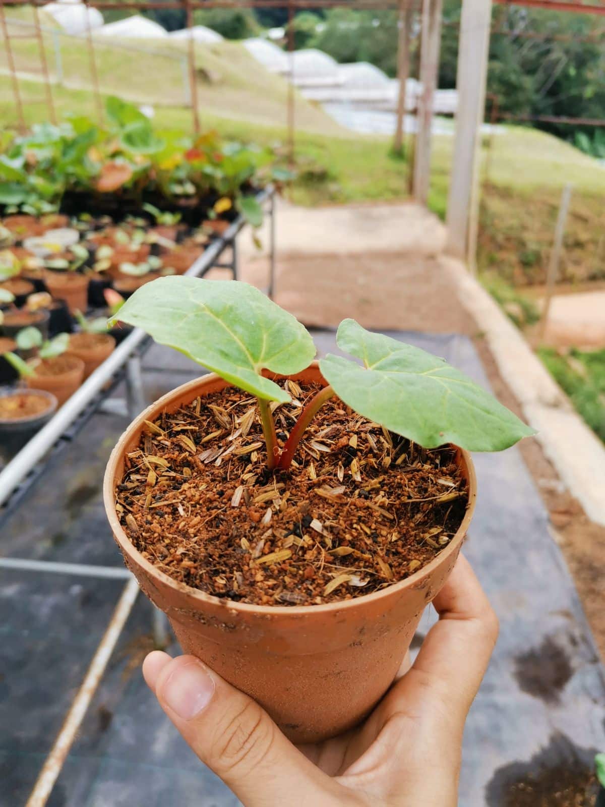  A young rhubarb seedling ready to plant out in the garden.