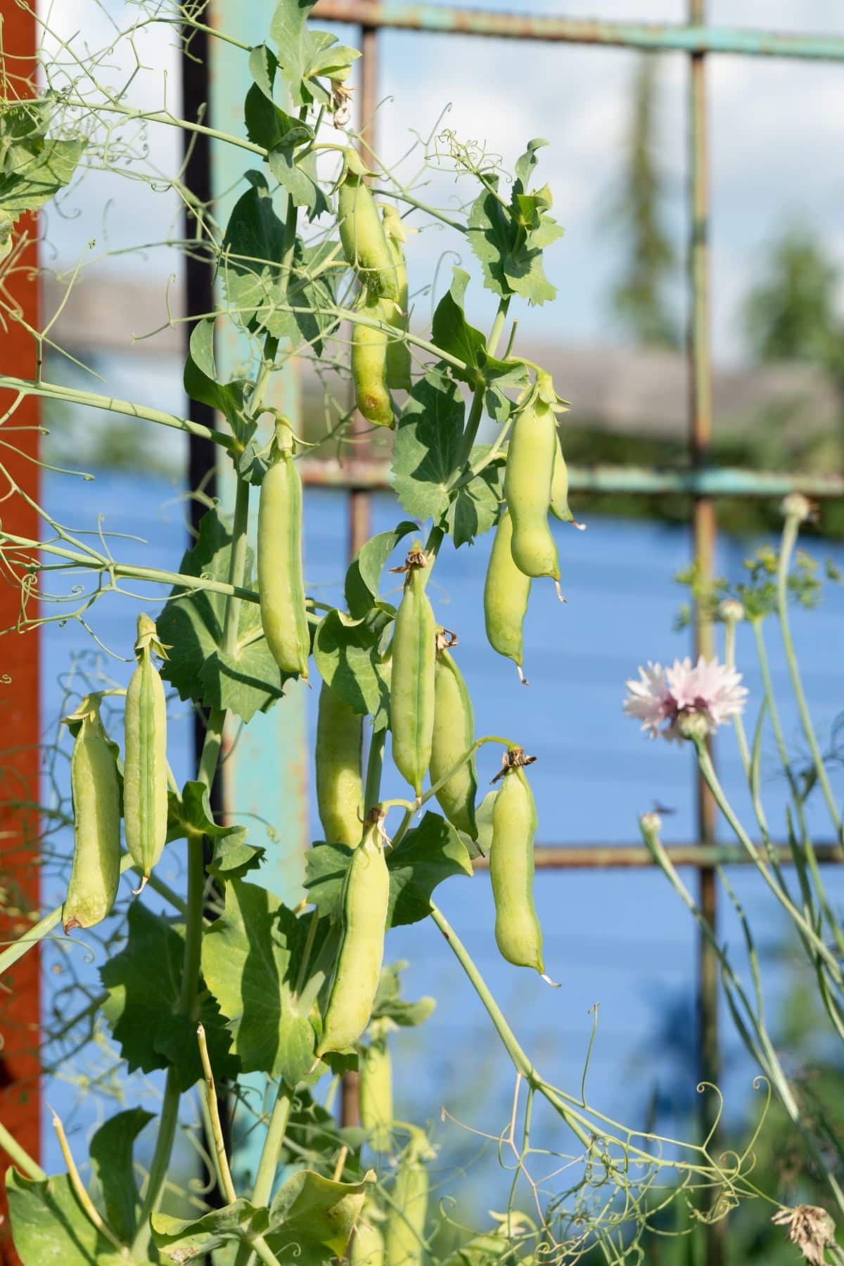 Peas climbing on a pea fence