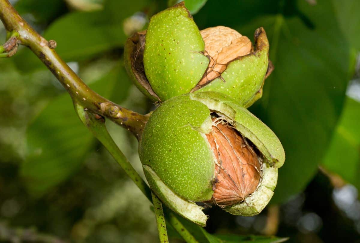 The skin on a walnut splits away as the nut comes to ripening