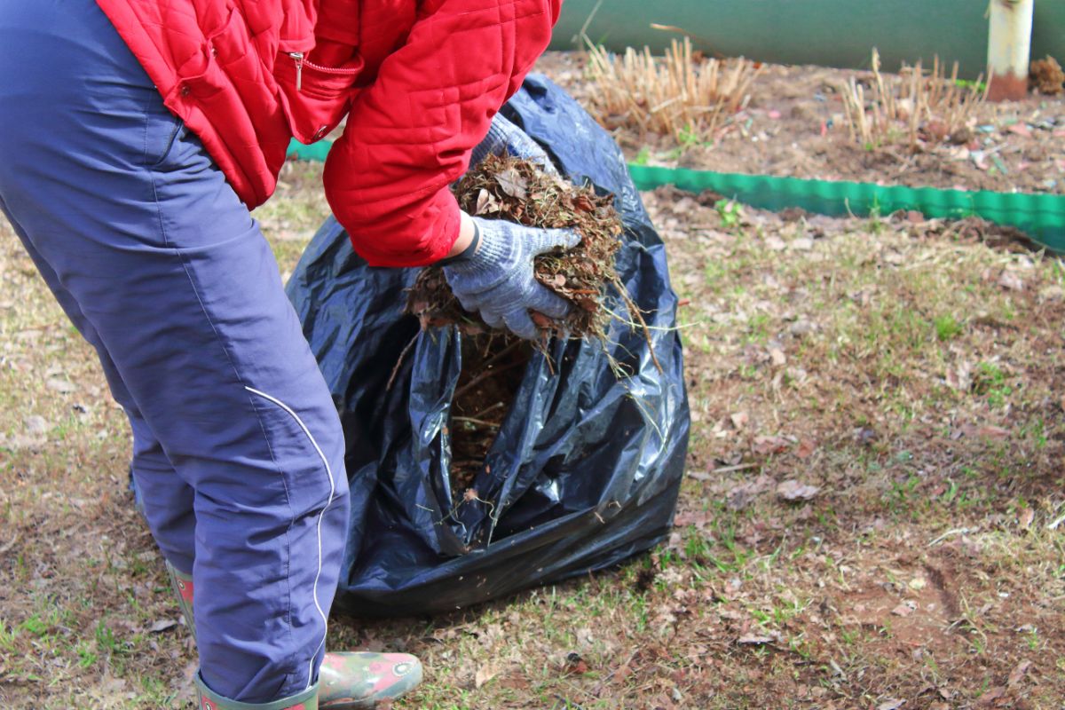 A gardener doing a fall garden cleanup on a dead vegetable garden