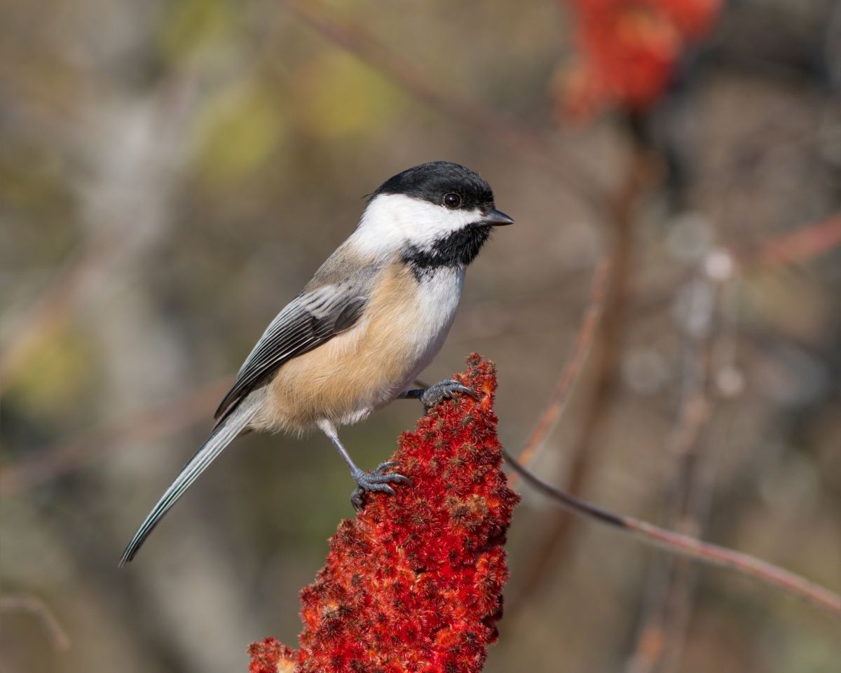 A chickadee enjoying sumac berries in winter