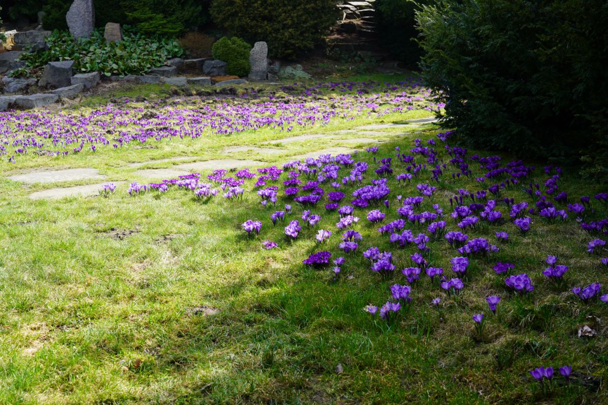 Clumps of saffron crocus bloom in the second year