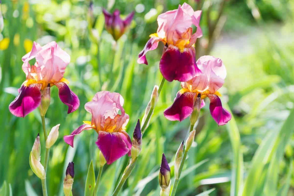 Bearded irises draw pollinators