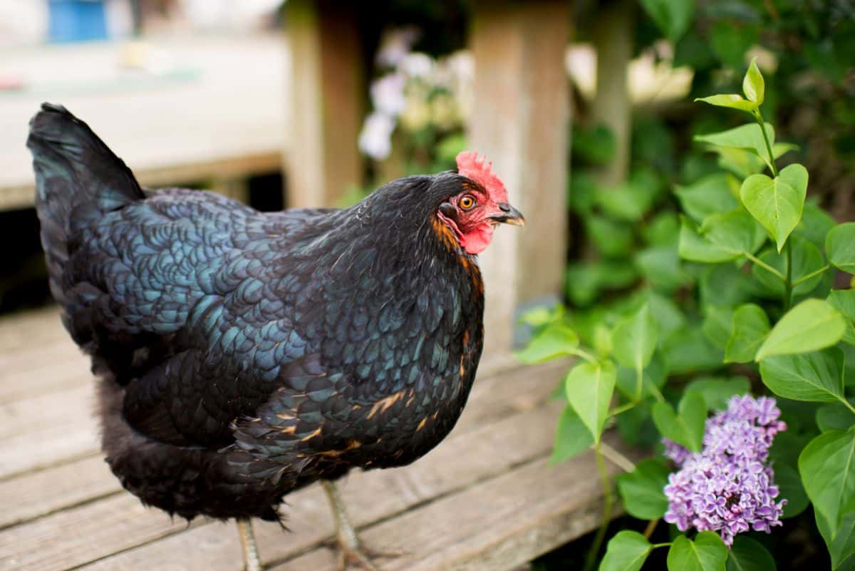 A black female Jersey giant chicken
