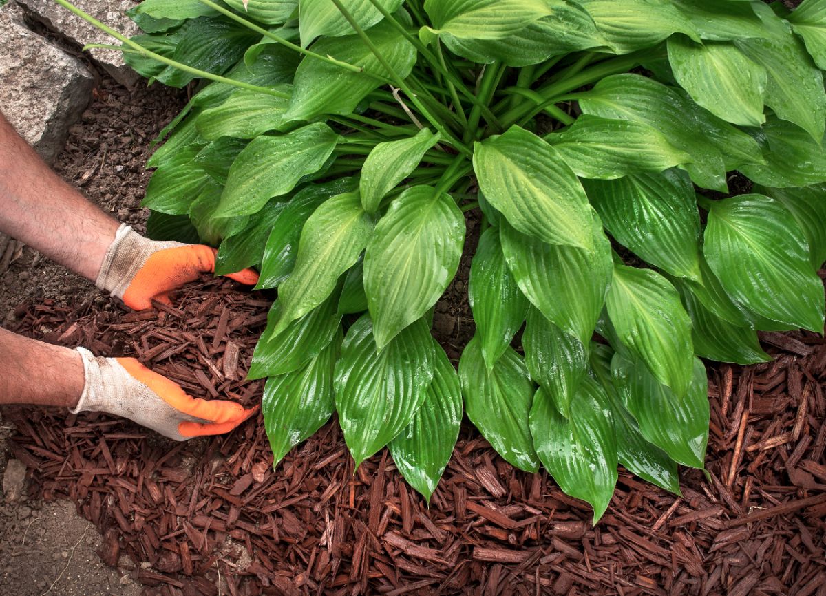 A man mulches under and around a planting of hostas