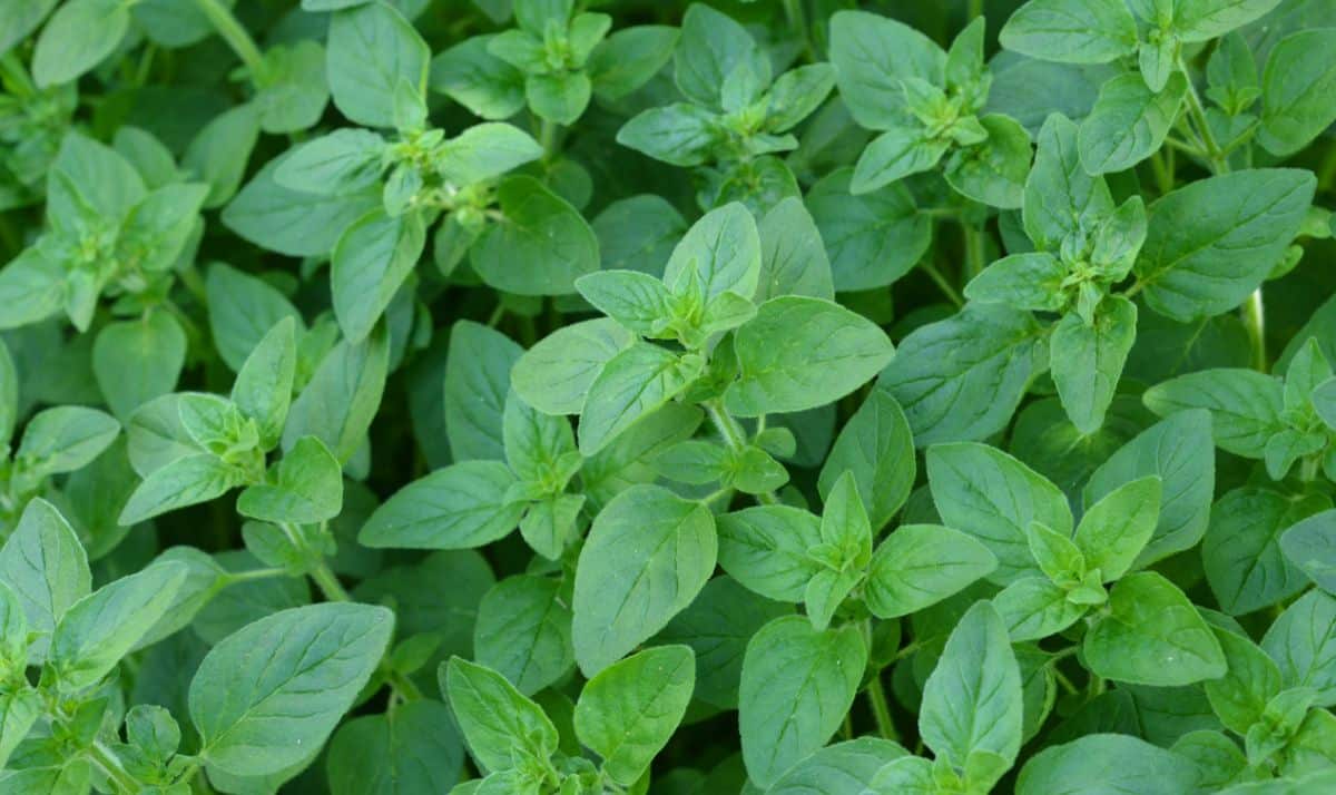 Fragrant oregano is a good tomato plant in the kitchen and in the garden