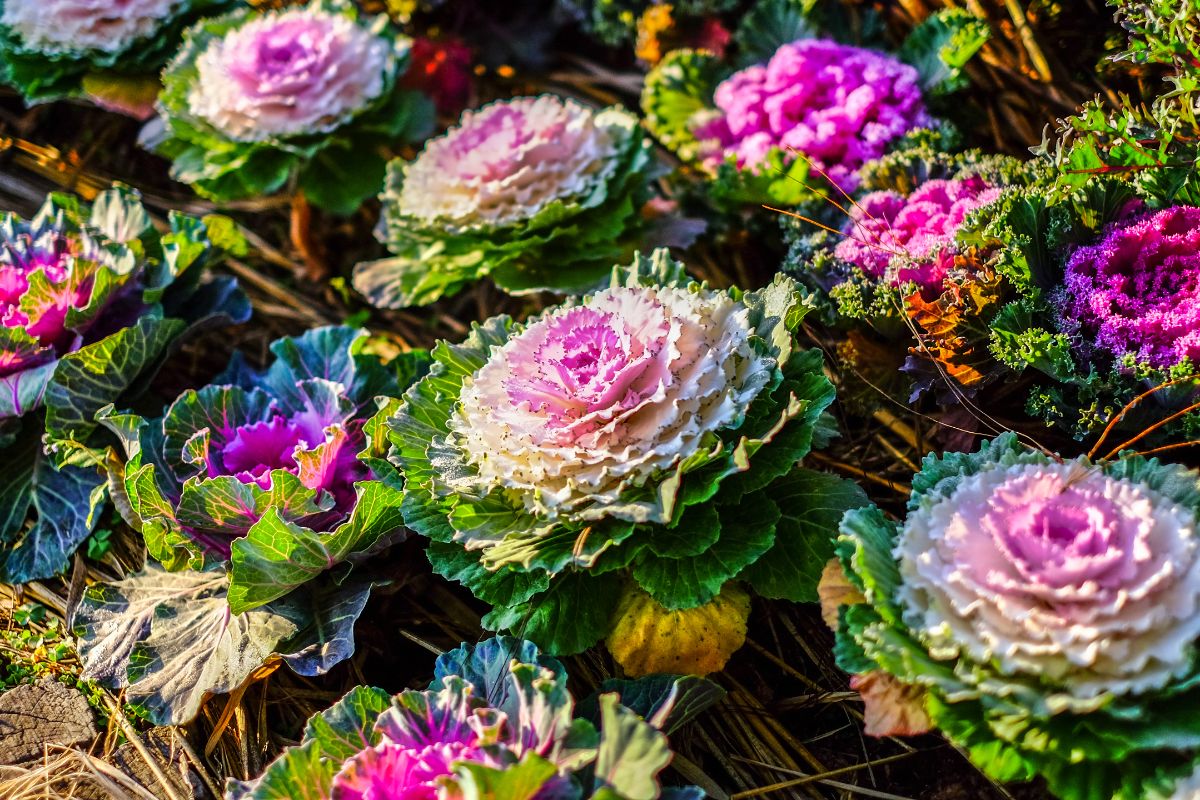 Multi colored ornamental cabbage in a winter garden