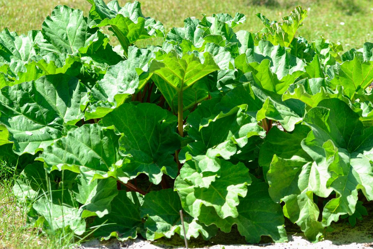 Happy rhubarb growing in the sun.