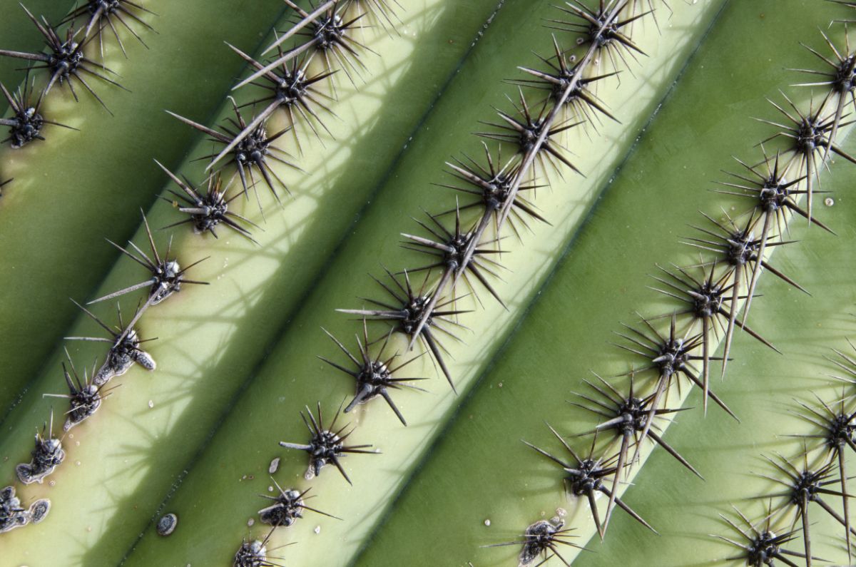 Saguaro cactus is a slow growing edible fruiting cactus