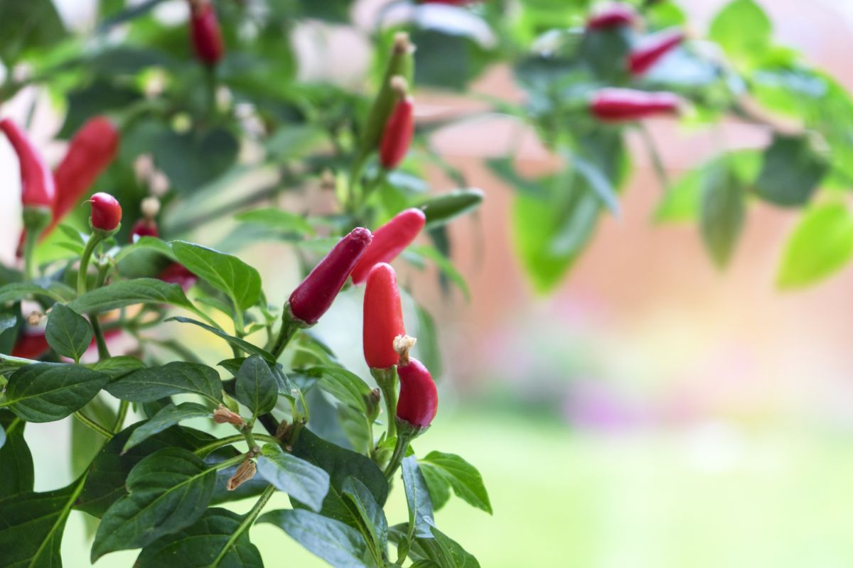 Thai hot peppers popular in Thai cuisine