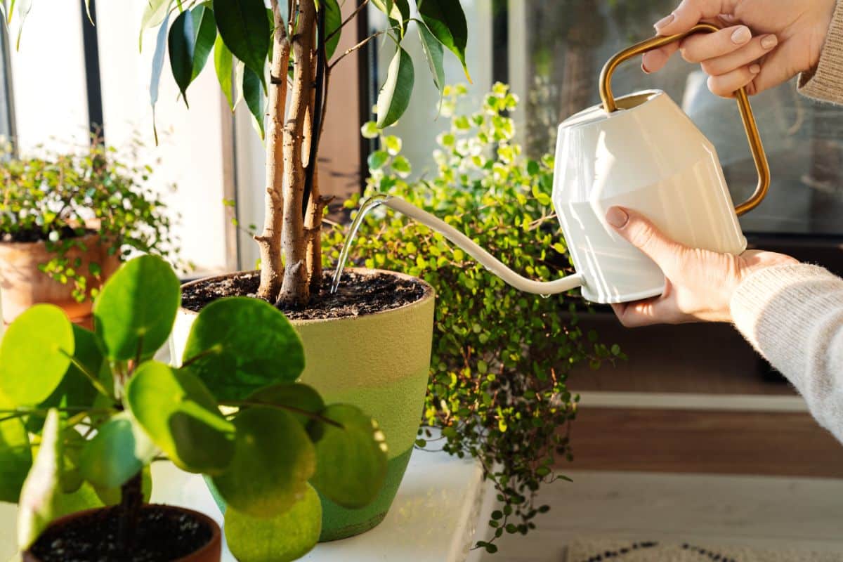A woman watering her house plants