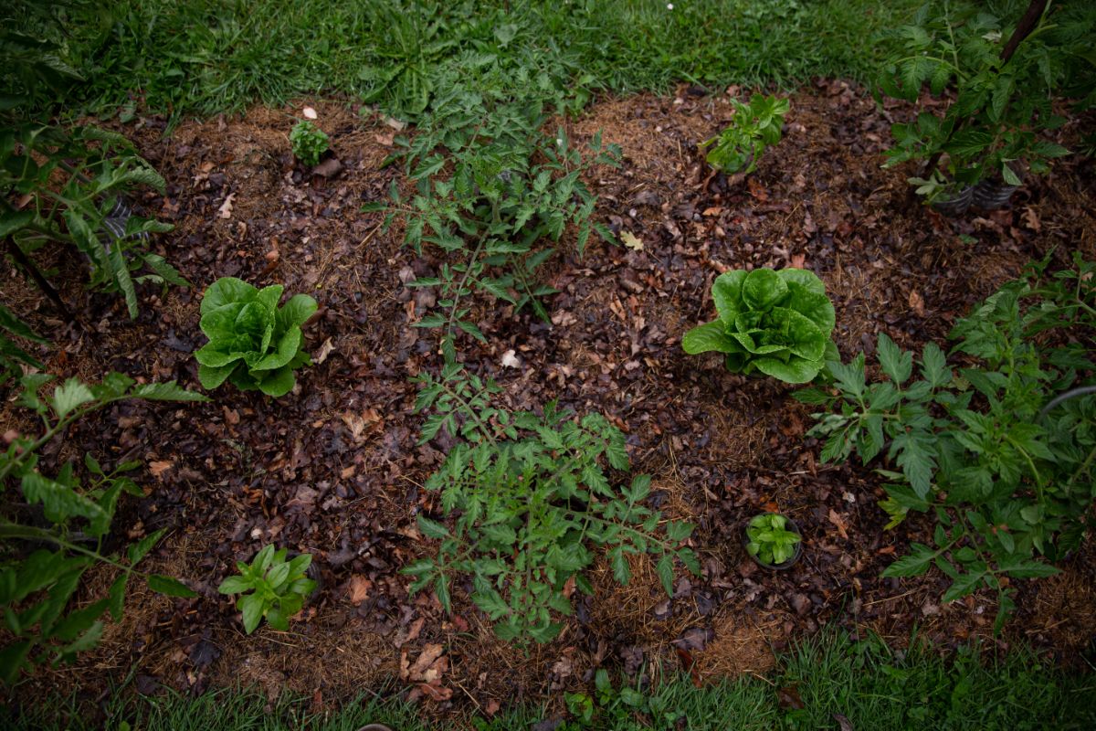 Companion plants can be used to create interesting garden designs, too