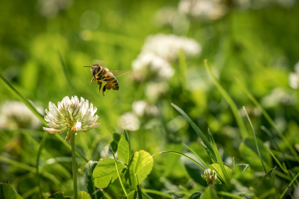 There are a long list of benefits of growing a clover lawn