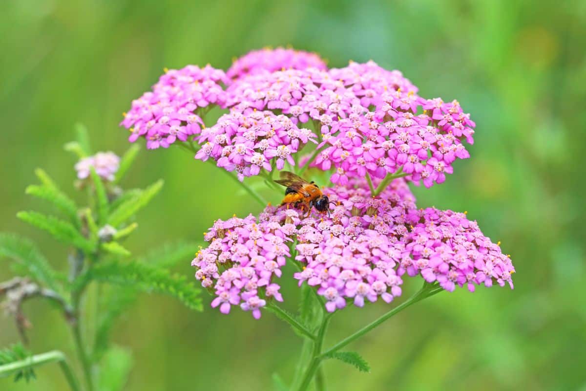 A bee fests on pollen and nectar from a purple yarrow