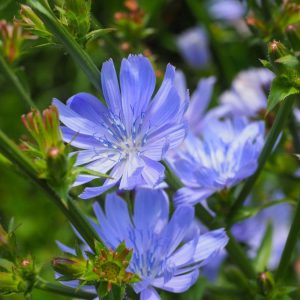A close-up of a beautiful purple blooming chicory flower.