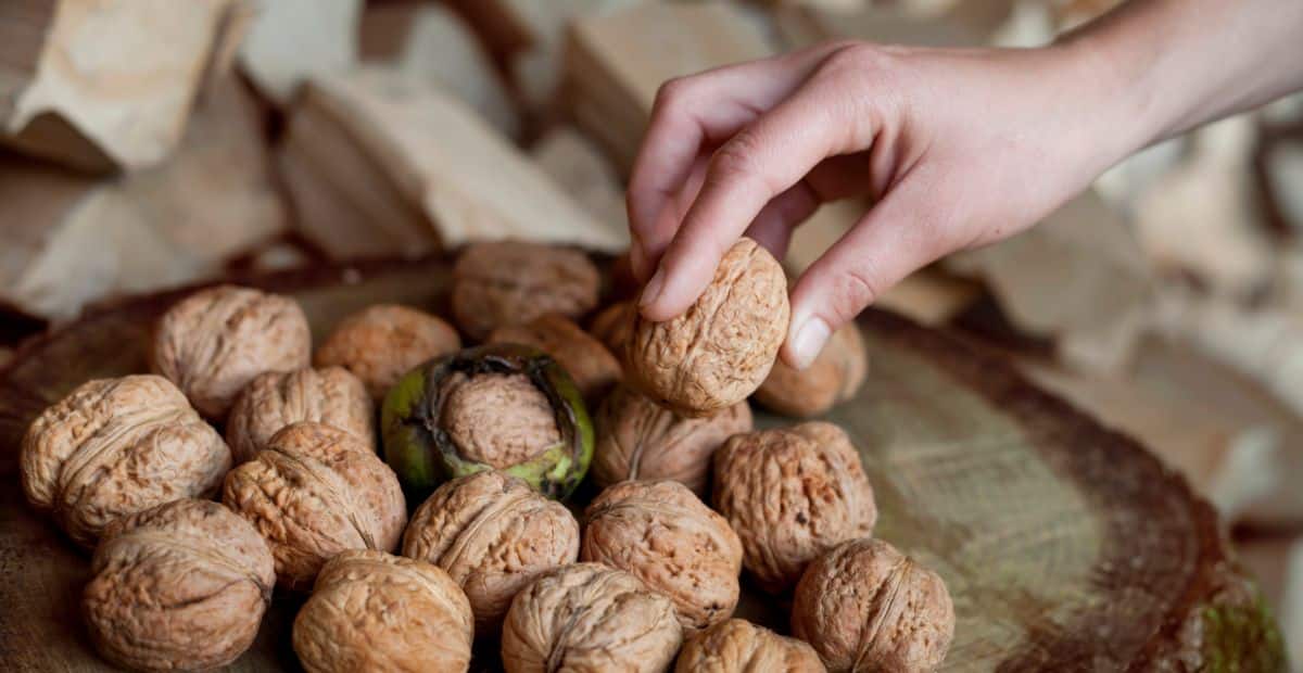 Freshly harvested walnuts sit on a table