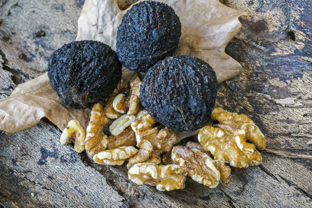 Nut meats sit next to unopened black walnuts
