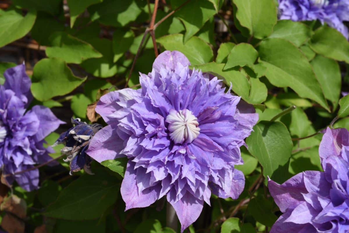 Double blossomed clematis flowers in bloom