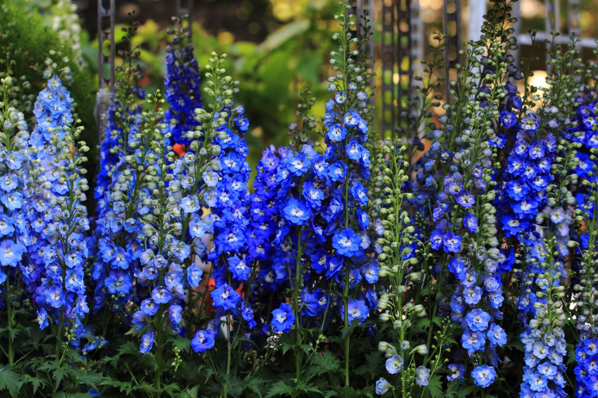 Delphiniums are usually grown from nursery plants but may be grown from seed