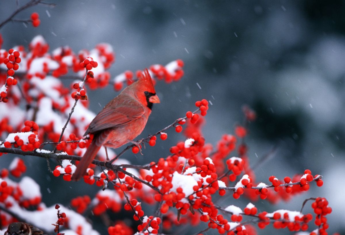 A beautiful cardinal bird sitting in bright red winter berries with snow