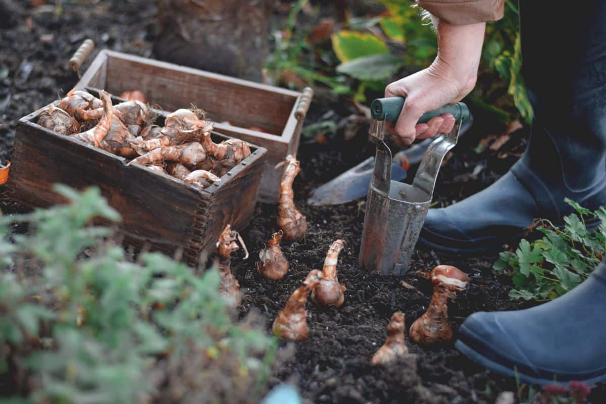 A gardener planting fall bulbs with a bulb planter