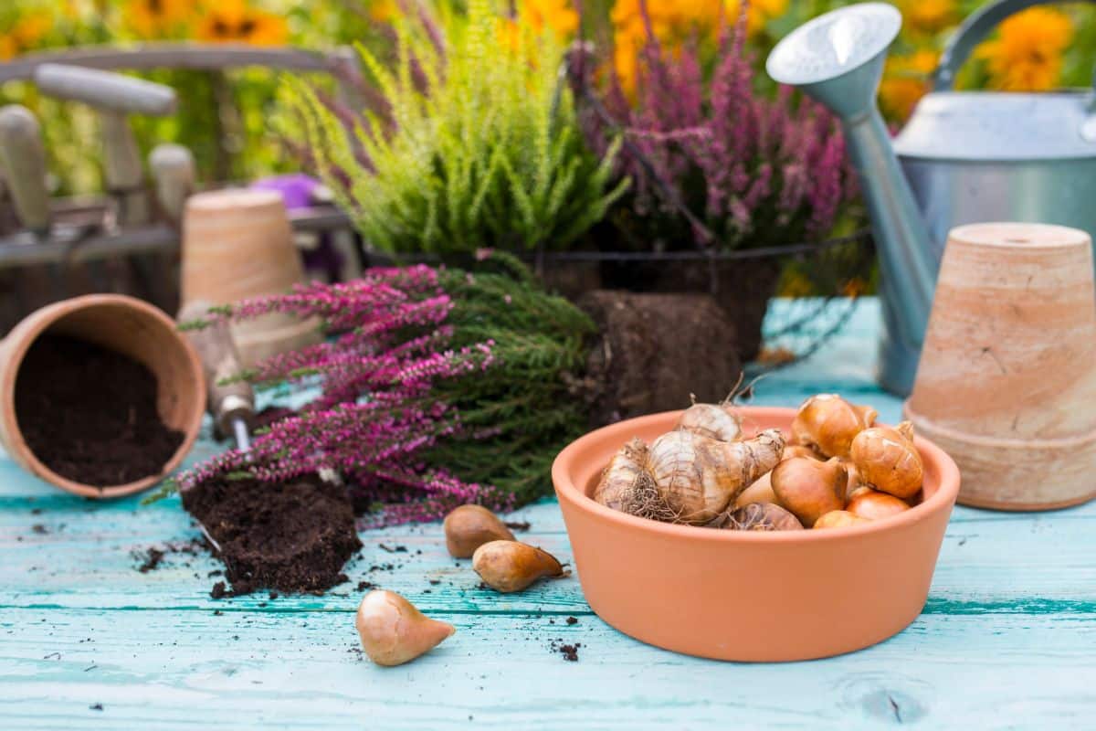 A potting bench with supplies and bulbs in a bowl