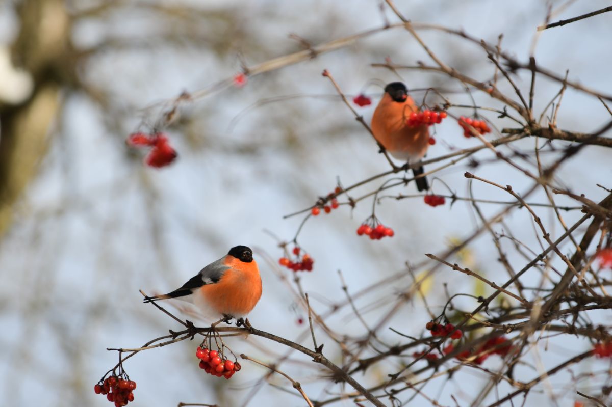 Birds sitting in a berry filled bush in the winter garden