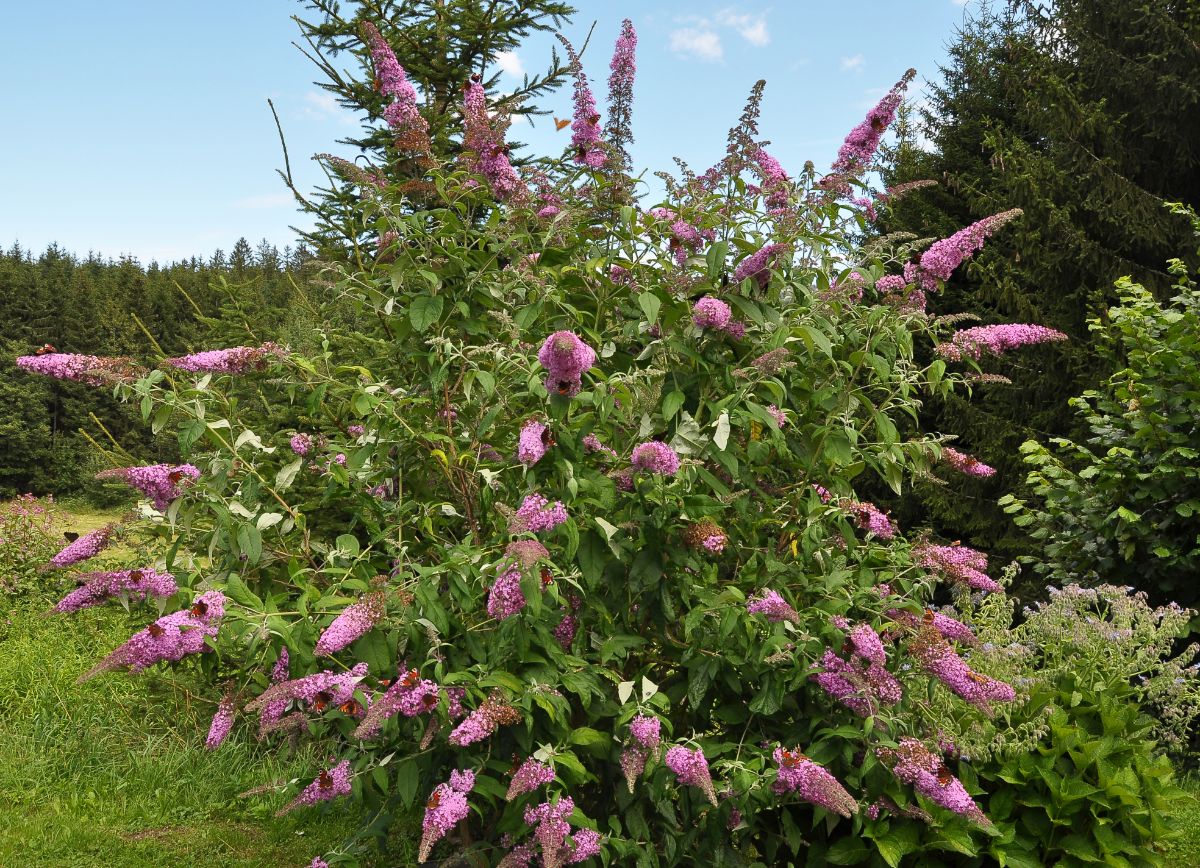 A thriving butterfly bush grows in well draining soil