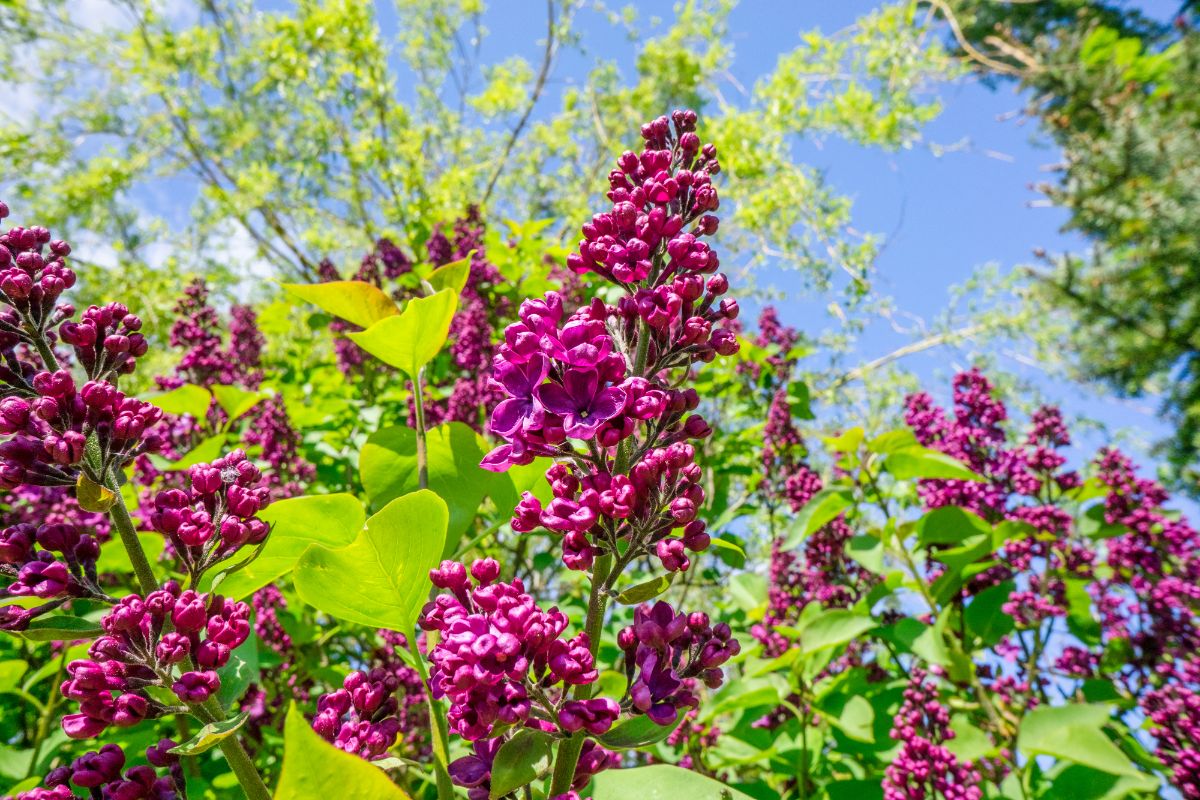 Butterfly bush can be somewhat invasive in some areas