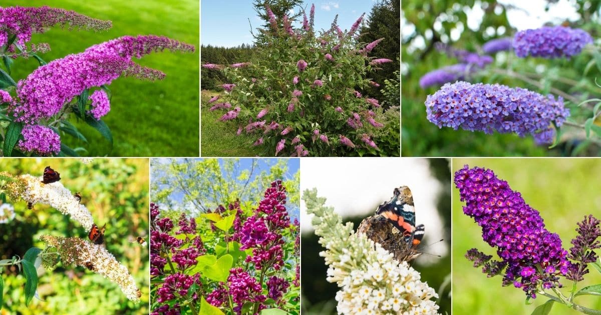 Seven images of flowering butterfly bushes.