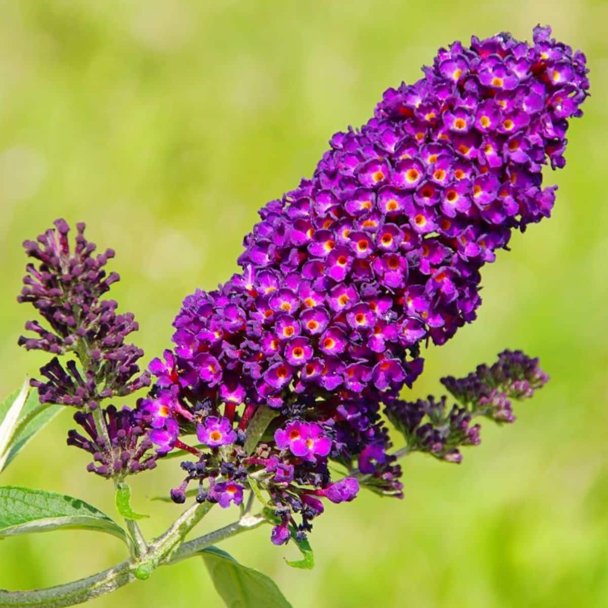 A close-up of a beautiful vibrant purple blooming butterfly bush on a sunnny day.