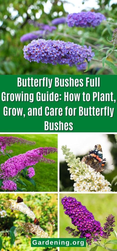 Butterfly Bushes Full Growing Guide: How to Plant, Grow, and Care for Butterfly Bushes pinterest image.