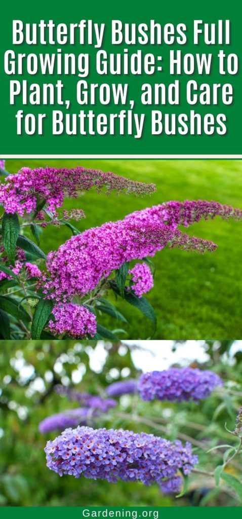 Butterfly Bushes Full Growing Guide: How to Plant, Grow, and Care for Butterfly Bushes pinterest image.