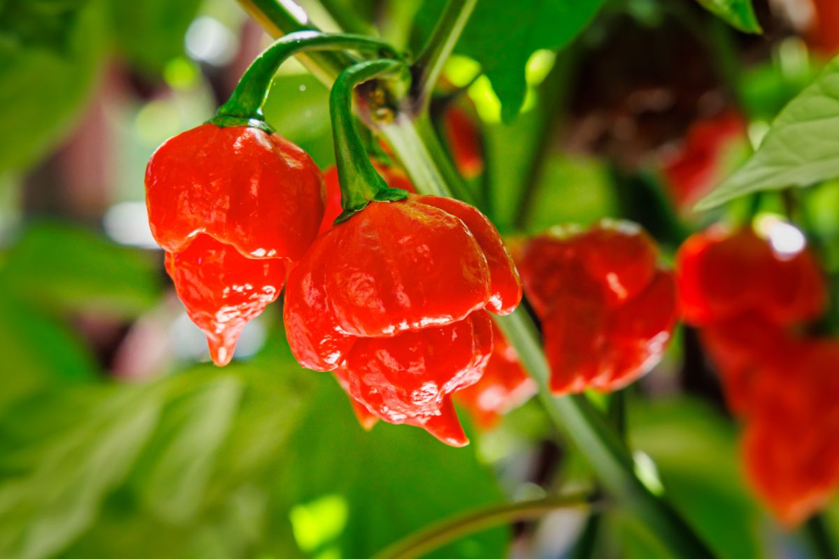 Hot peppers hang from a pepper plant