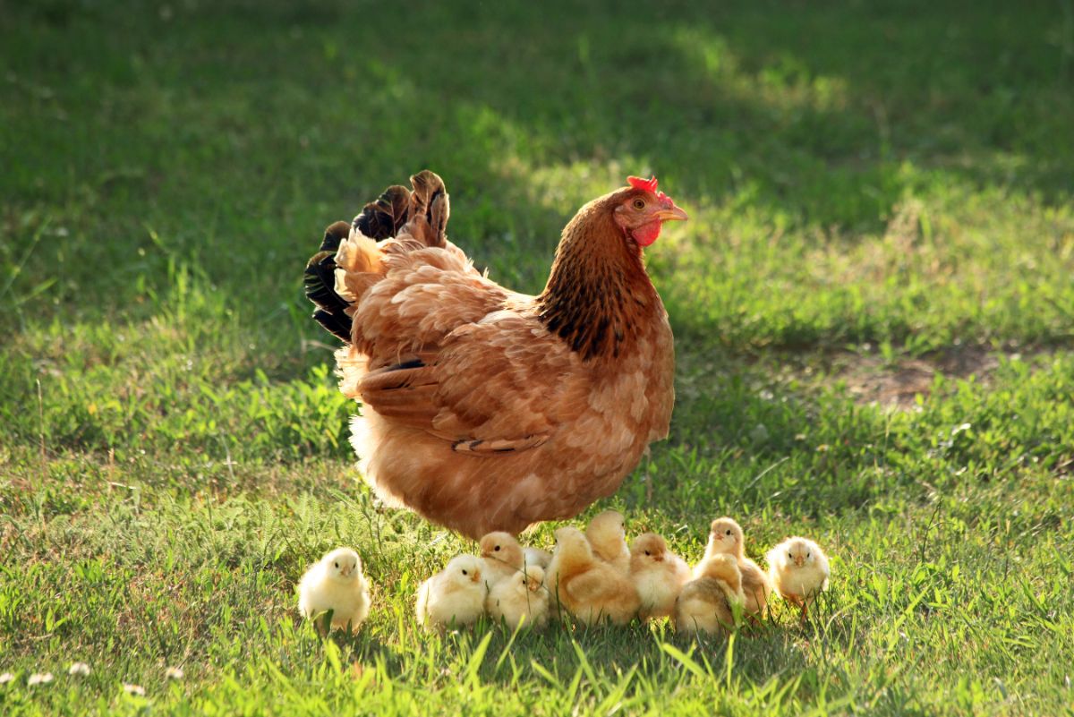 A hen chicken with he flock of chicks following along