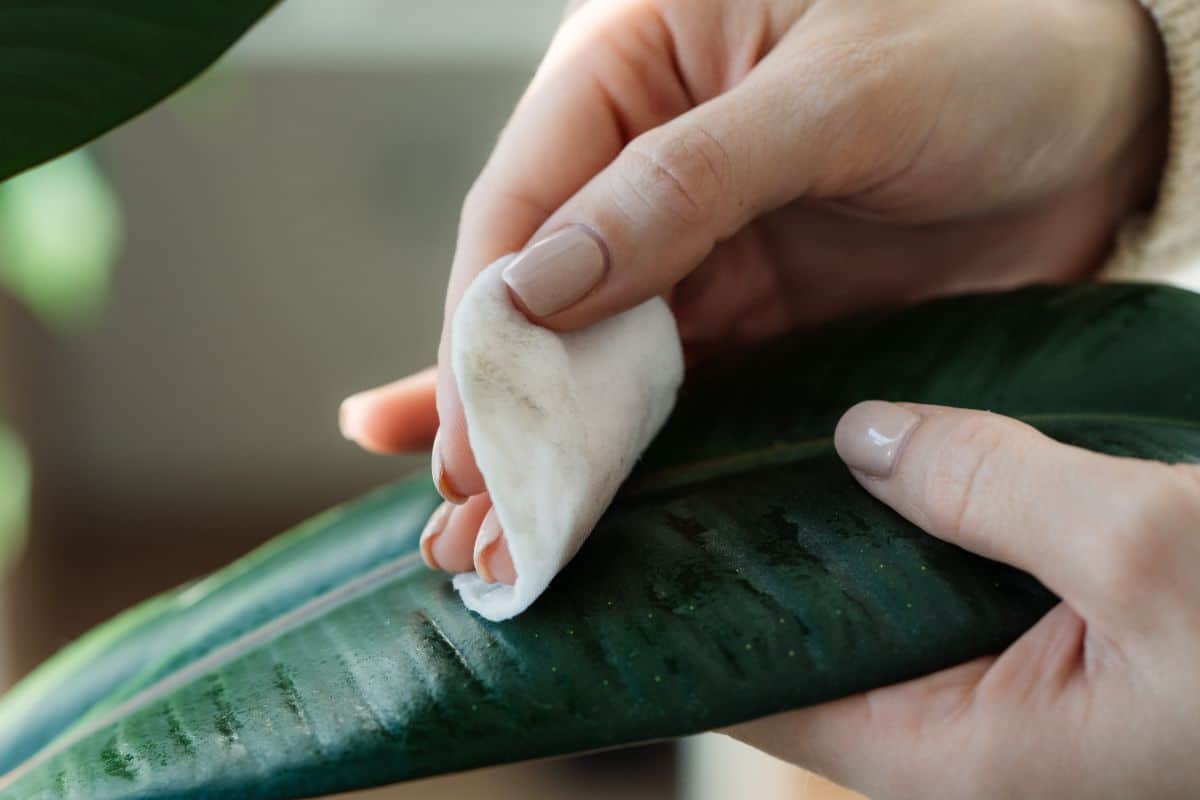 Woman's hands cleaning pests from a house plant's leaves