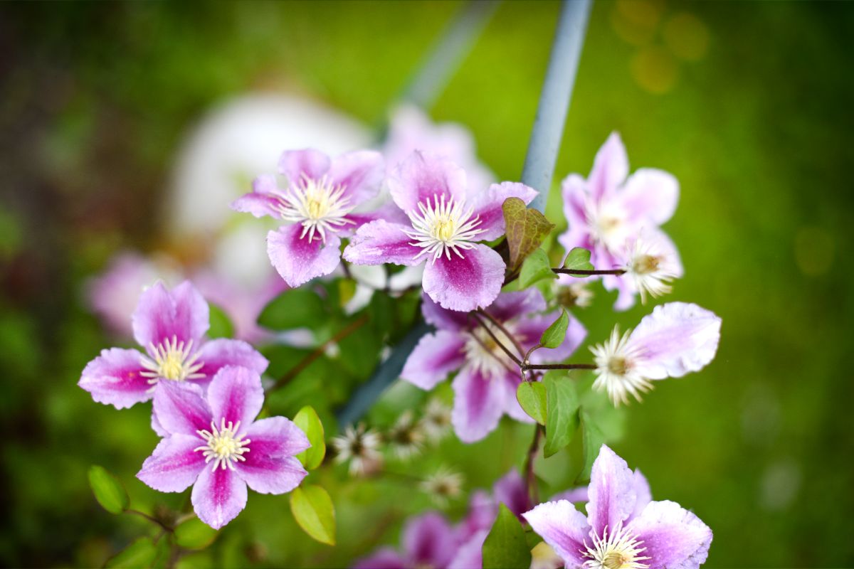 Clematis flowers, white with purple centered petals