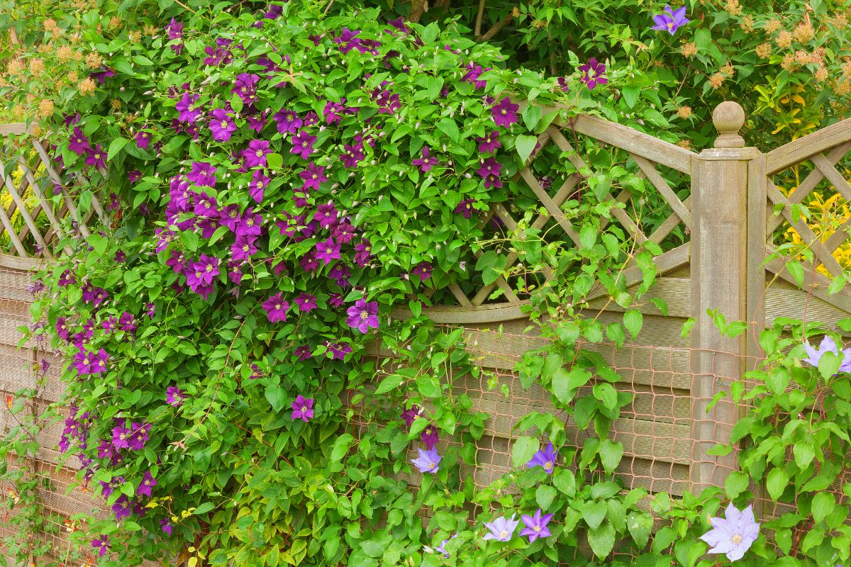 Colorful, fast growing clematis vines
