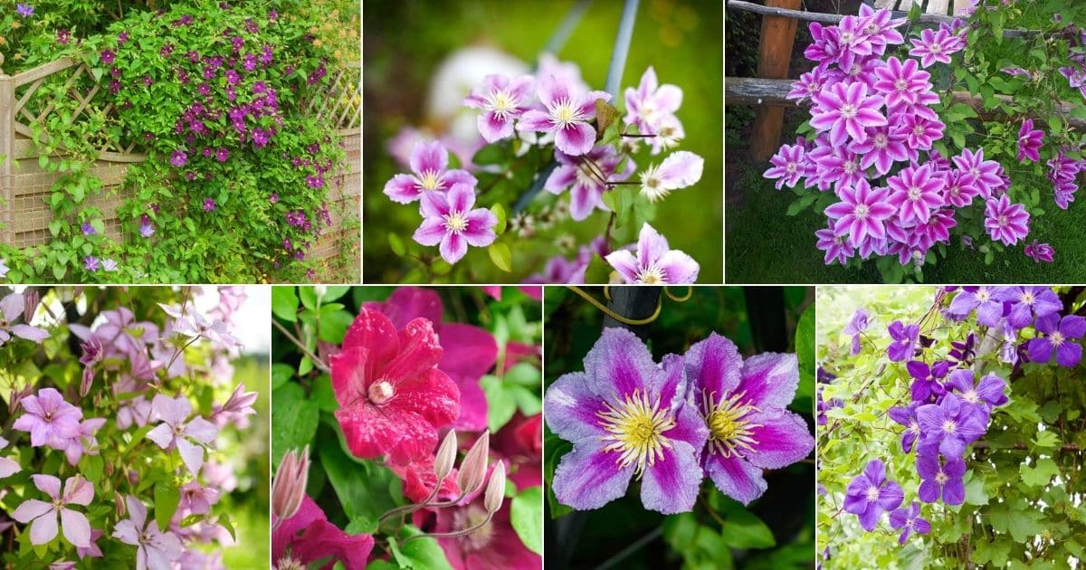 Seven images of blooming clematis flowers.