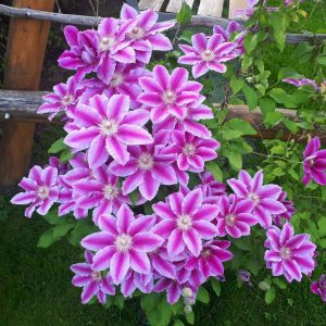 A close-up of beautiful pink flowers of clematis.